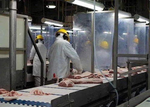 加拿大猪肉加工厂暴发疫情,自愿停止向中国出口
